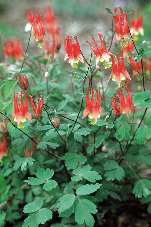 Columbine Eastern Flower Seeds