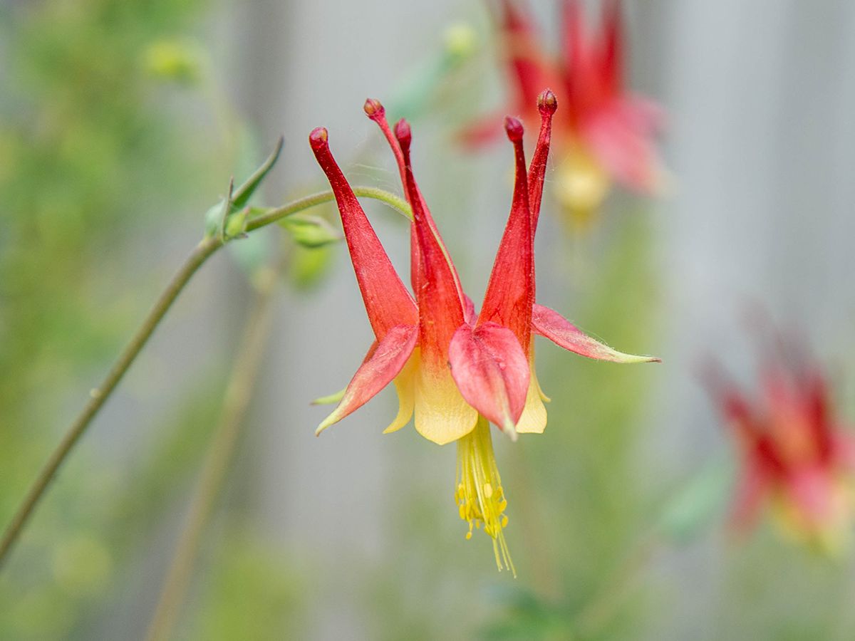 Columbine Eastern Flower Seeds