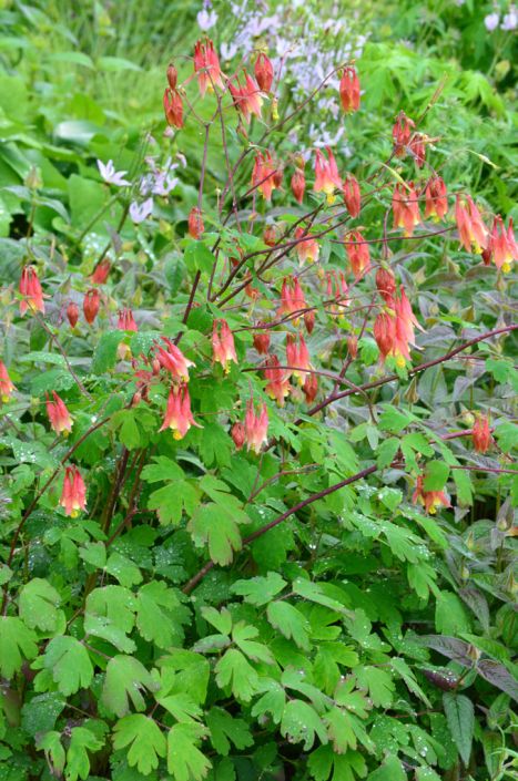 Columbine Eastern Flower Seeds
