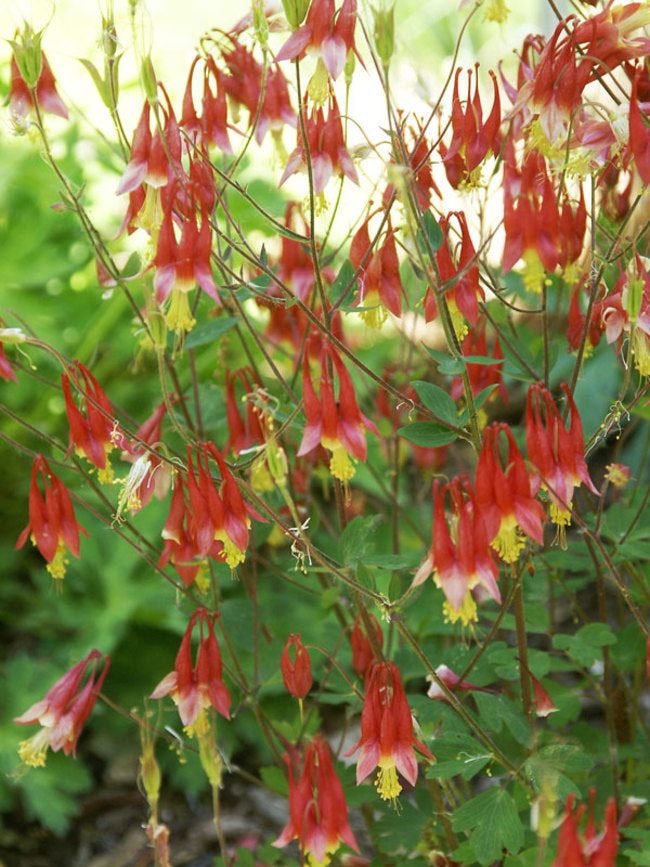 Columbine Eastern Flower Seeds