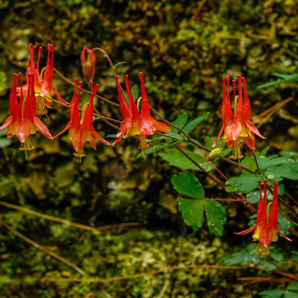Columbine Eastern Flower Seeds