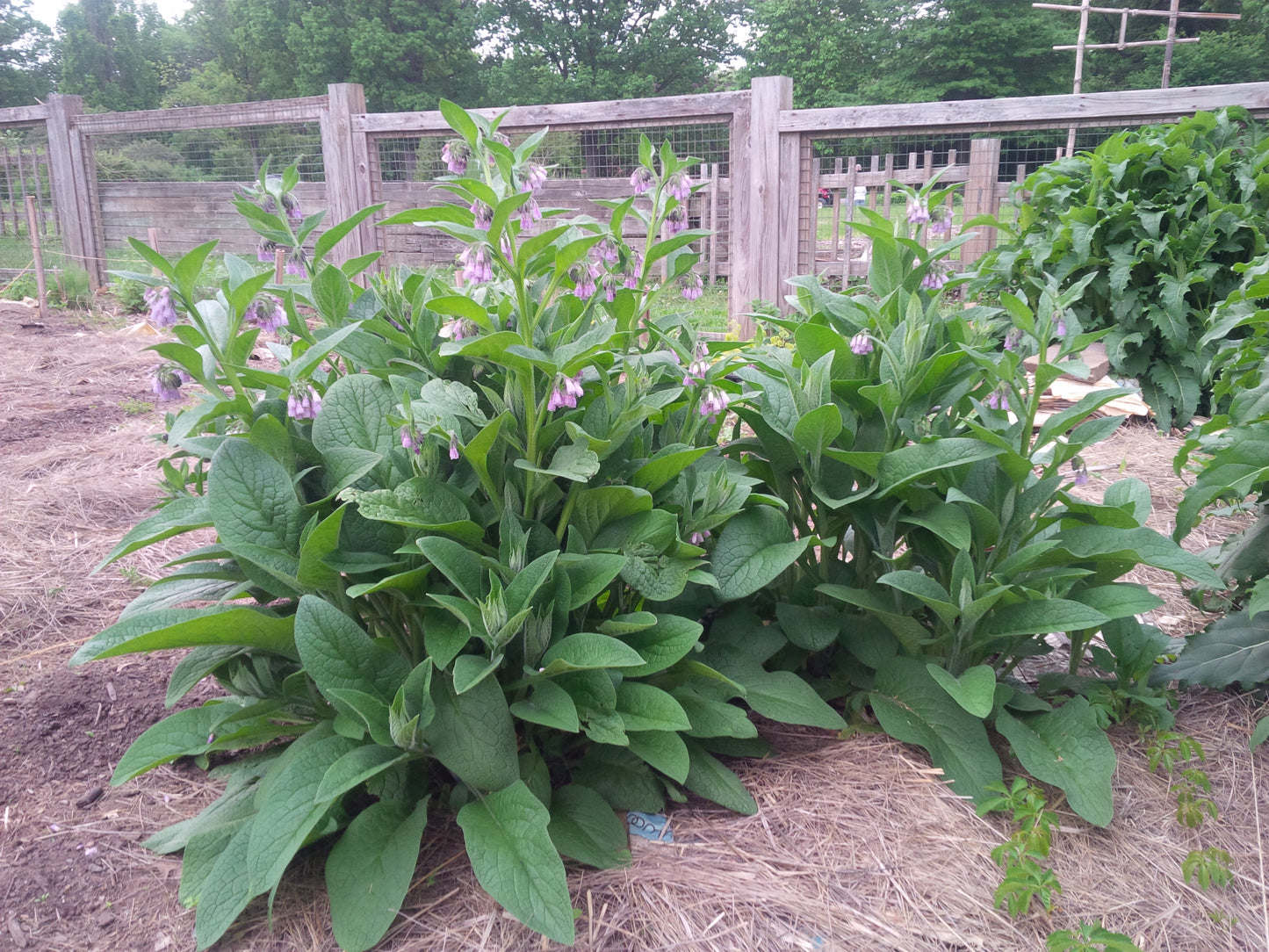 Comfrey, True Comfrey Seeds