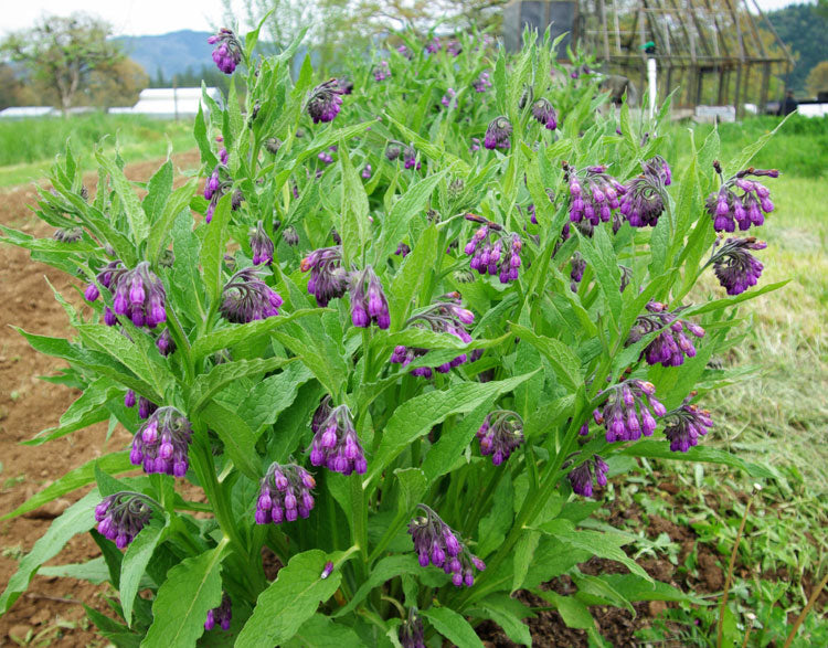 Comfrey, True Comfrey Seeds