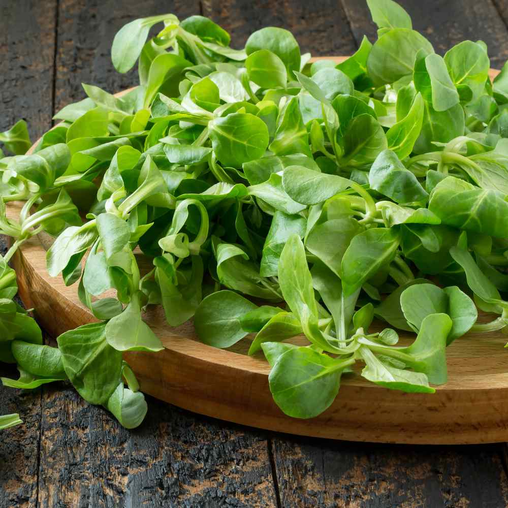 Corn Salad Herb Seeds