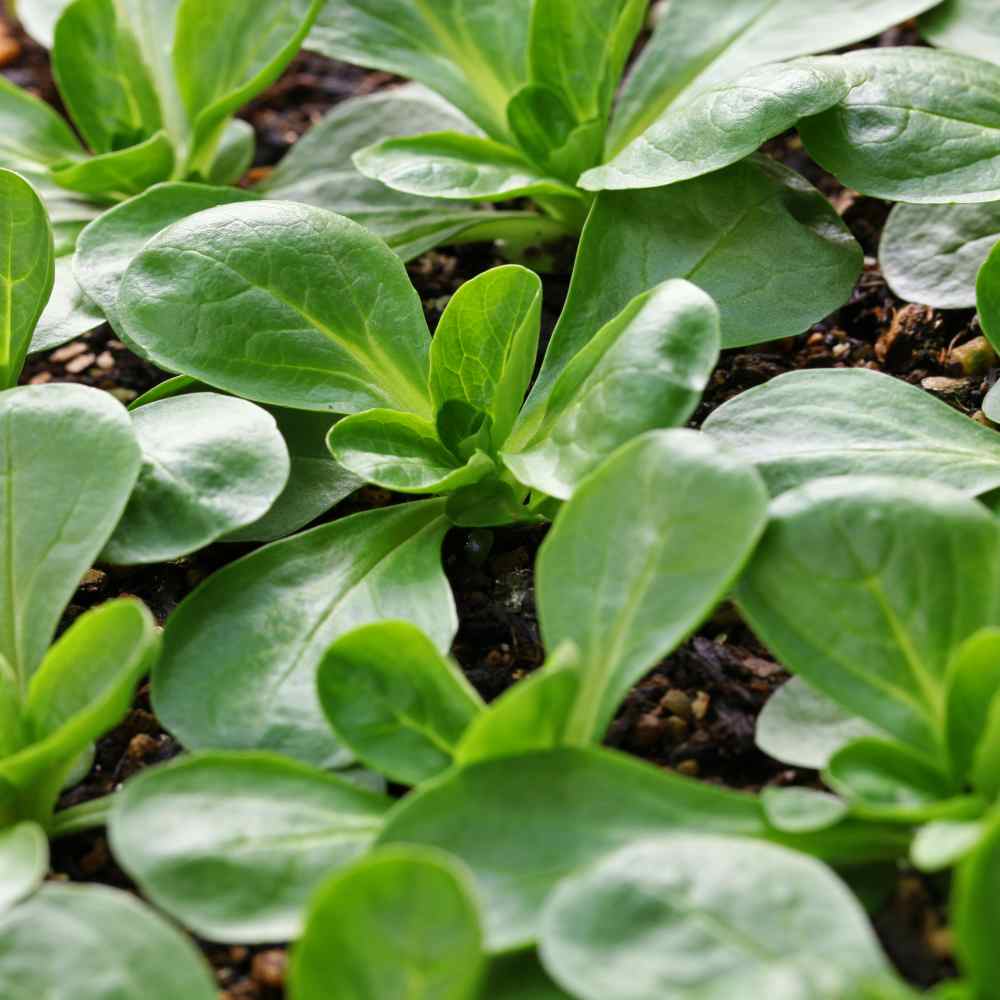 Corn Salad Herb Seeds