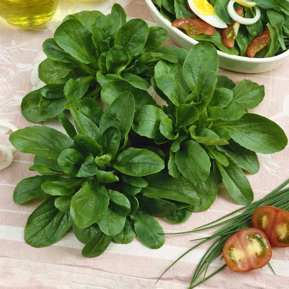 Corn Salad Herb Seeds