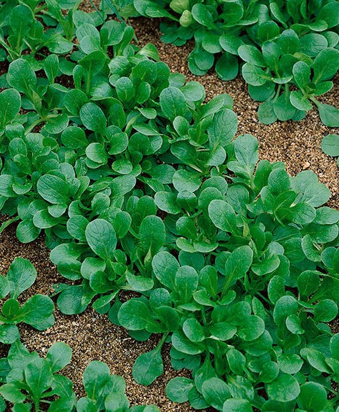 Corn Salad Herb Seeds