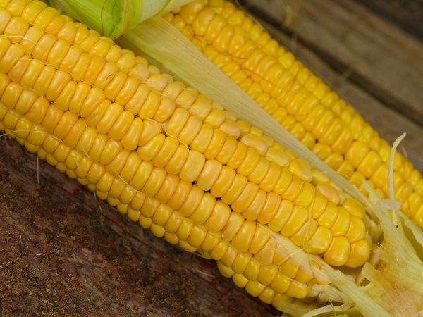 Corn Seeds, Golden Bantam Organic Corn