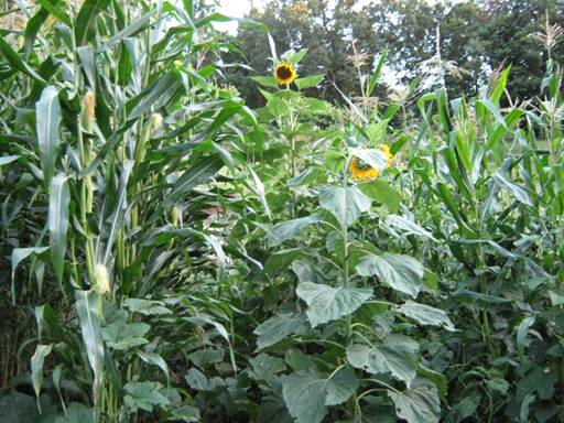Corn Seeds, Golden Bantam Organic Corn