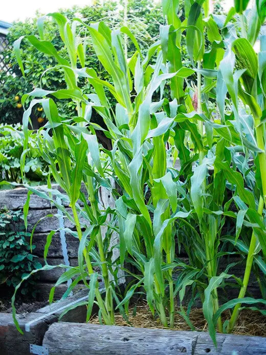 Corn Seeds, Golden Bantam Organic Corn