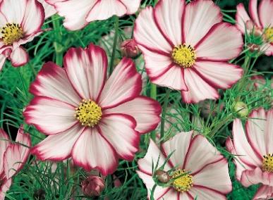 Cosmos Sensation Picotee Seeds