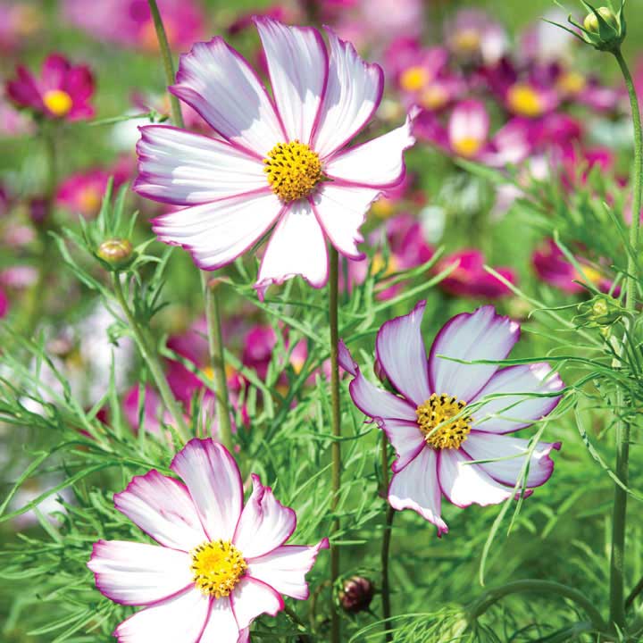 Cosmos Sensation Picotee Seeds