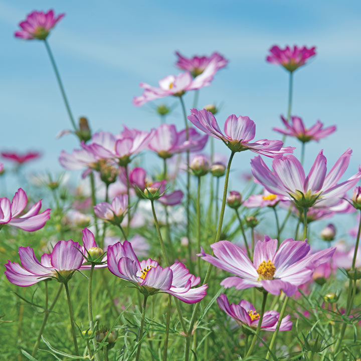 Cosmos Sensation Picotee Seeds