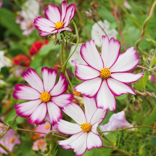 Cosmos Sensation Picotee Seeds
