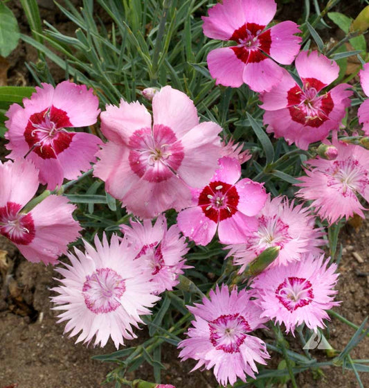 Cottage Pinks Seeds