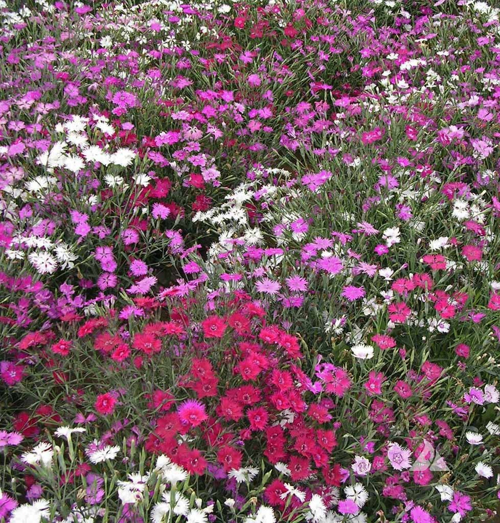 Cottage Pinks Seeds