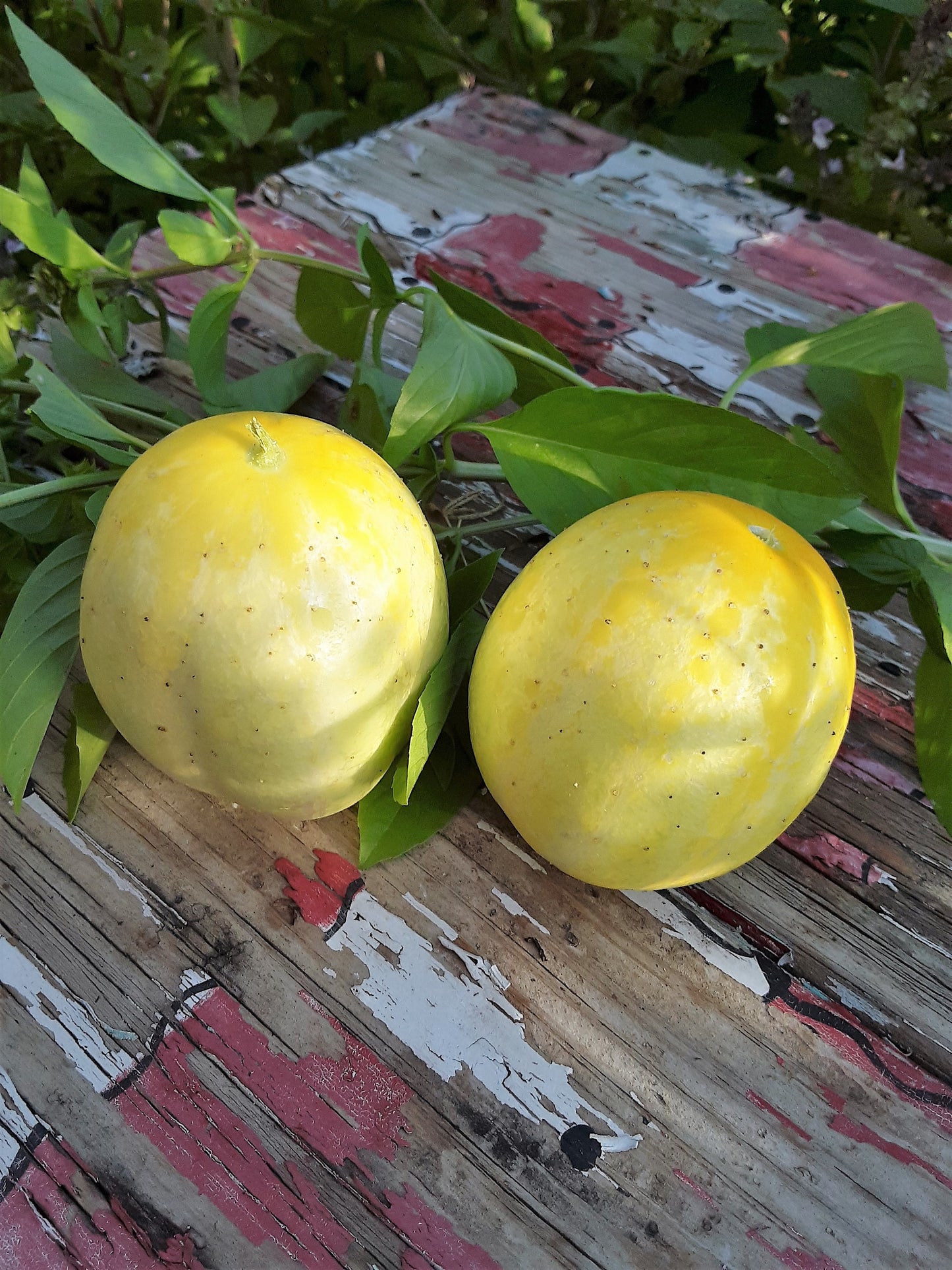 Cucumber, Heirloom Lemon Cucumber Seeds