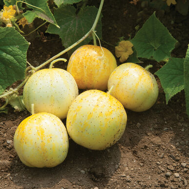 Cucumber, Heirloom Lemon Cucumber Seeds