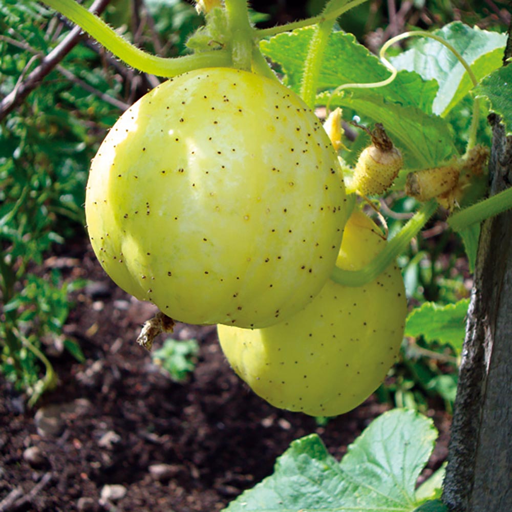 Cucumber, Heirloom Lemon Cucumber Seeds