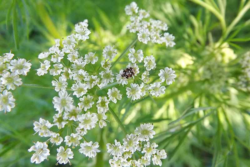 Cumin Herb Seeds