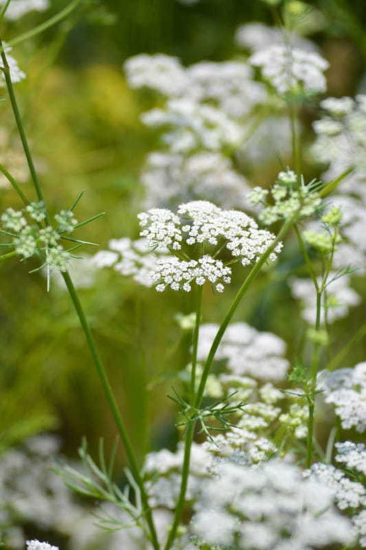 Cumin Herb Seeds