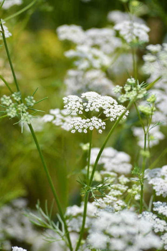 Cumin Herb Seeds