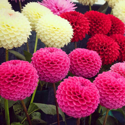 Dahlia Pompon Mixed Color Seeds