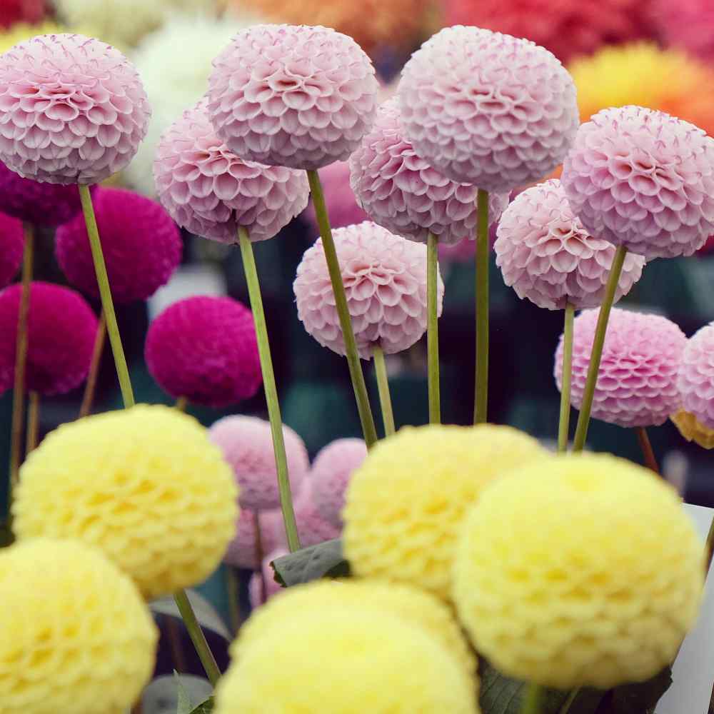 Dahlia Pompon Mixed Color Seeds