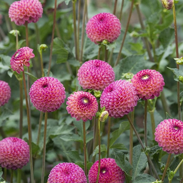 Dahlia Pompon Mixed Color Seeds