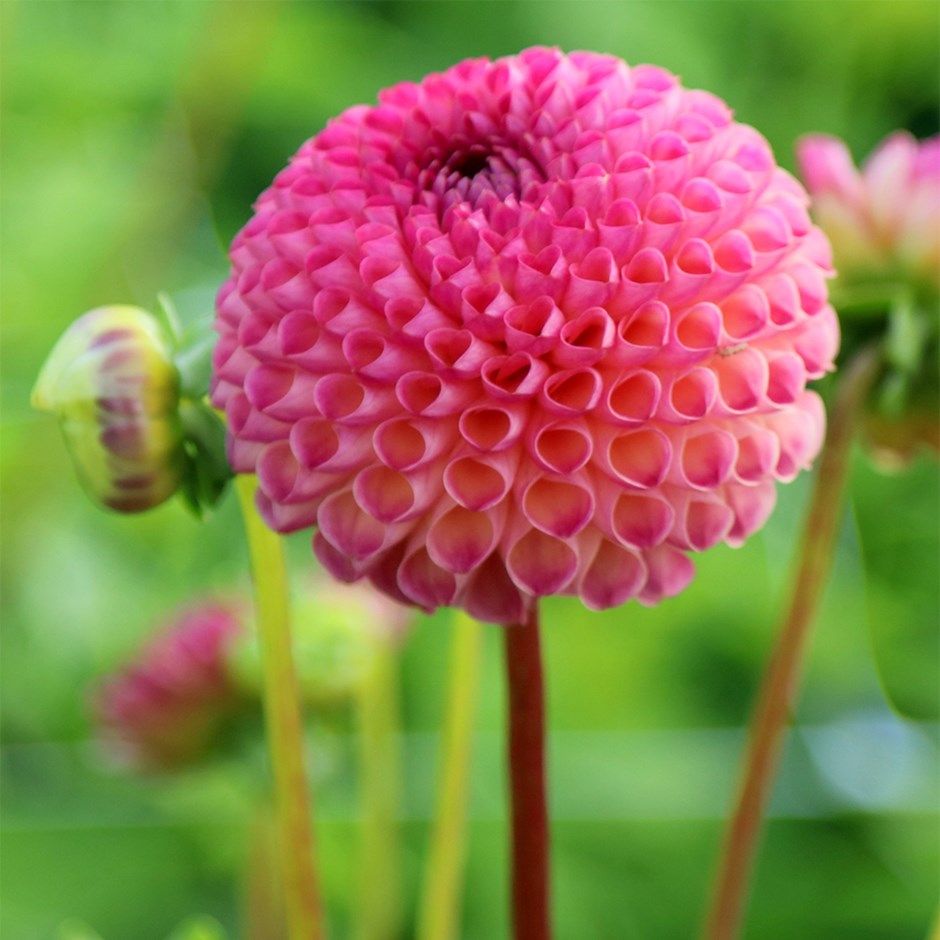 Dahlia Pompon Mixed Color Seeds