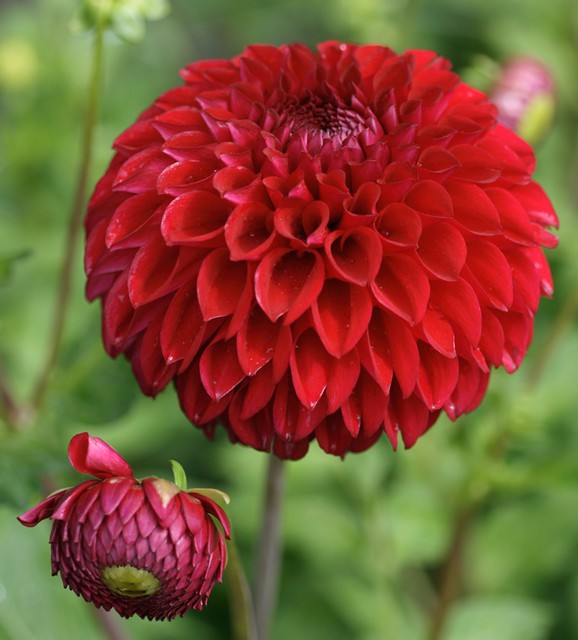 Dahlia Pompon Mixed Color Seeds