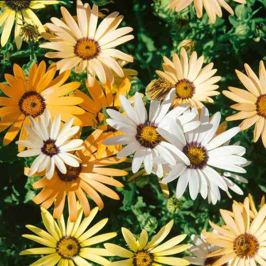 Daisy, African Daisy Mixed Bloom Color Seeds