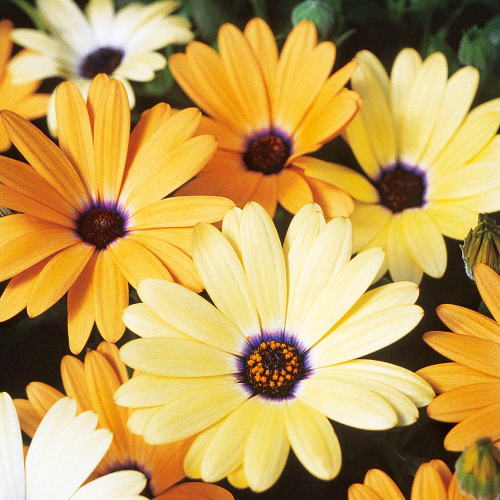 Daisy, African Daisy Mixed Bloom Color Seeds