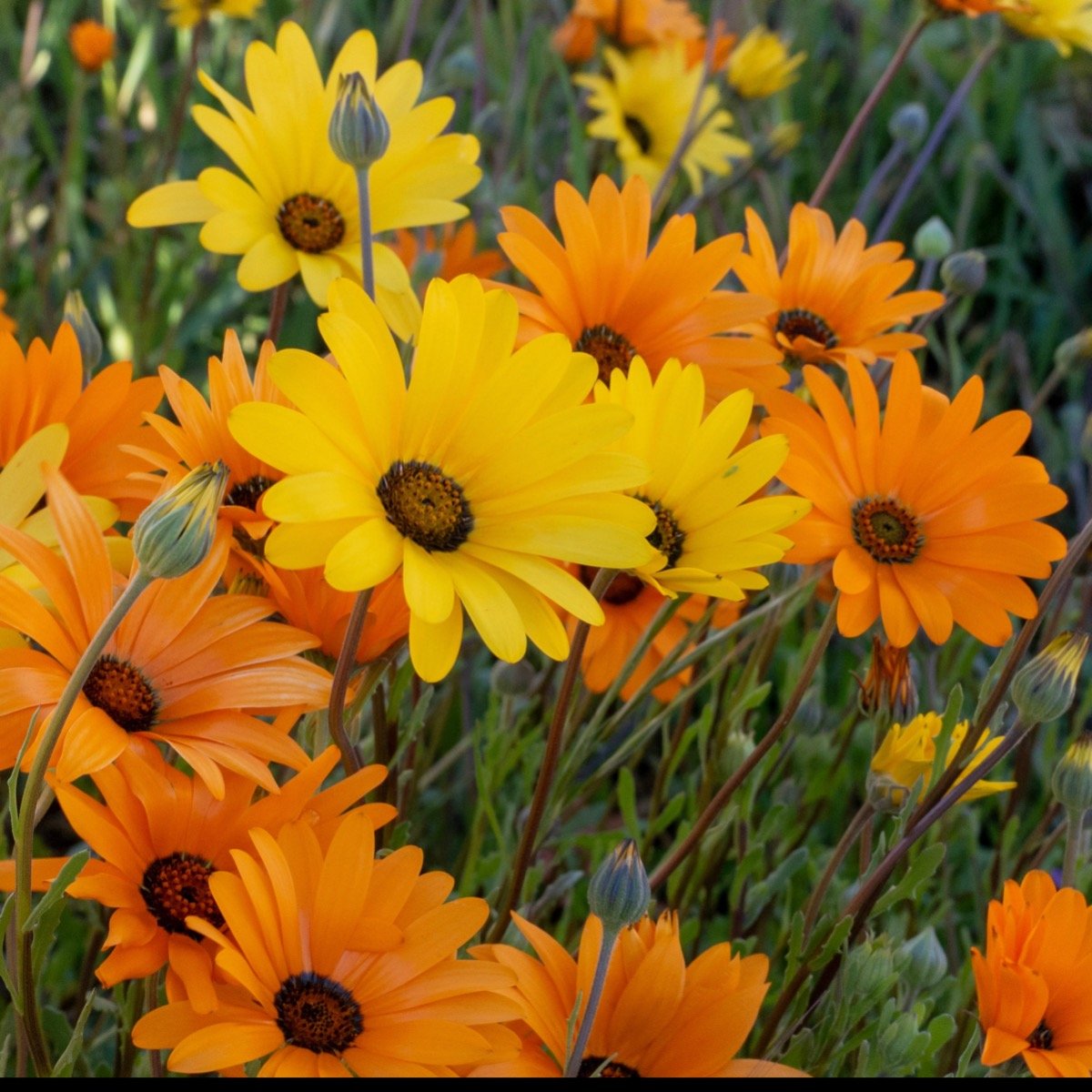 Daisy, African Daisy Mixed Bloom Color Seeds