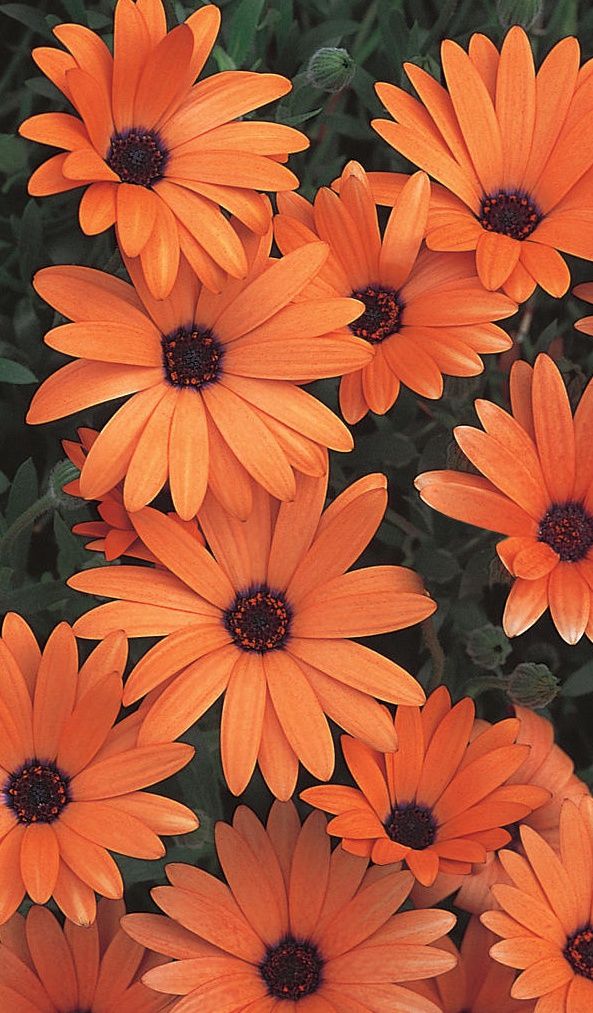 Daisy, African Daisy Mixed Bloom Color Seeds