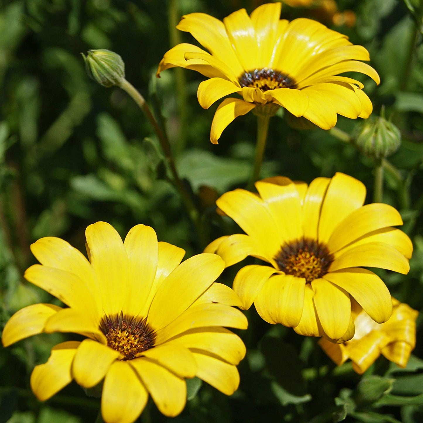 Daisy, African Daisy Mixed Bloom Color Seeds
