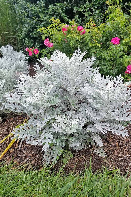 Dusty Miller Seeds