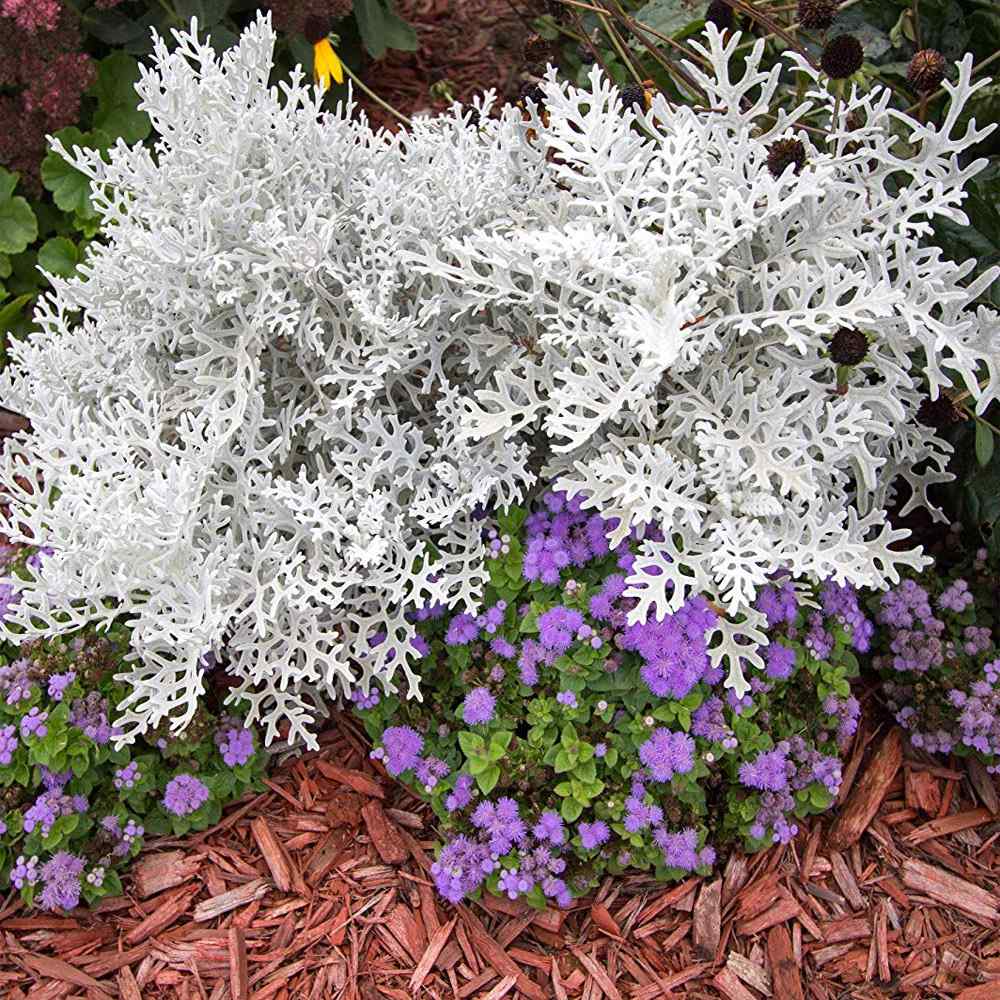 Dusty Miller Seeds