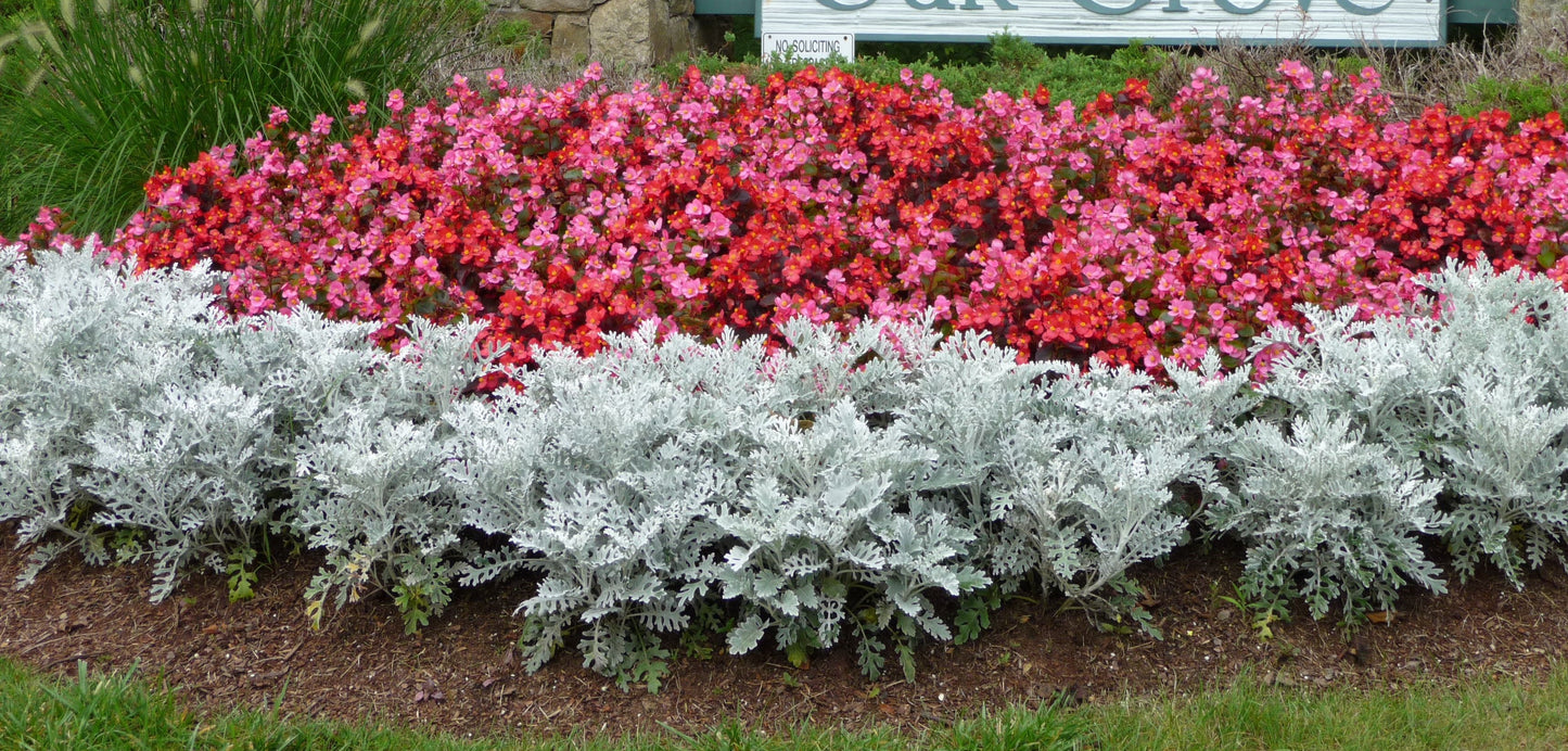 Dusty Miller Seeds