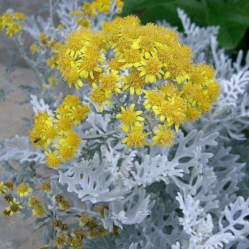 Dusty Miller Seeds