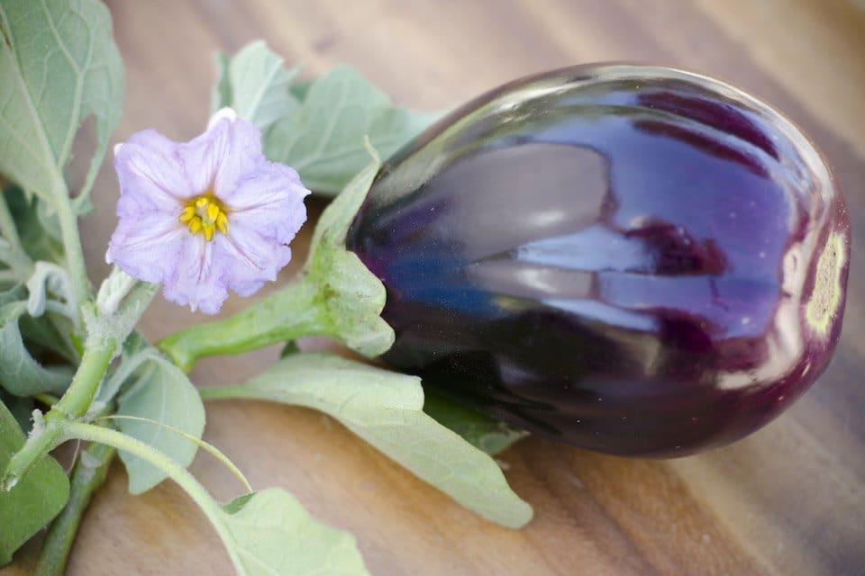 Eggplant, Heirloom Black Beauty Eggplant Seeds