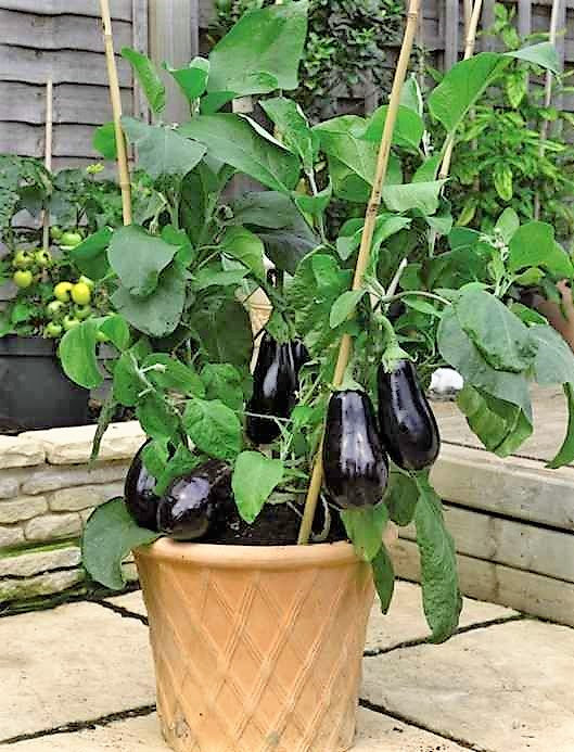 Eggplant, Heirloom Black Beauty Eggplant Seeds
