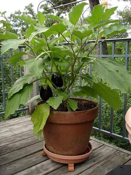 Eggplant, Heirloom Black Beauty Eggplant Seeds