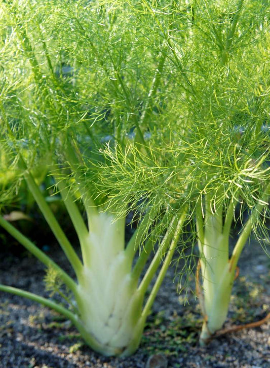 Fennel Herb Seeds, Florence