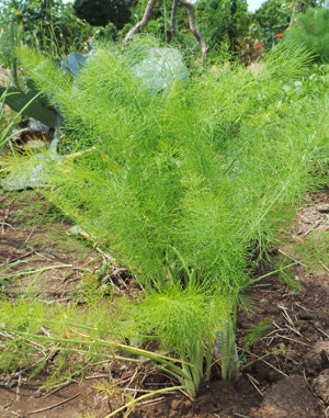Fennel Herb Seeds, Florence