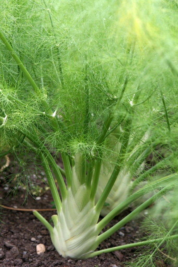 Fennel Herb Seeds, Florence
