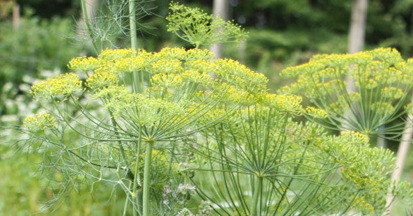 Fennel Herb Seeds, Florence