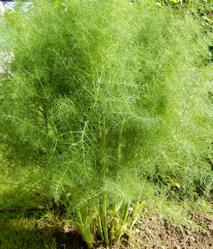 Fennel Herb Seeds, Florence