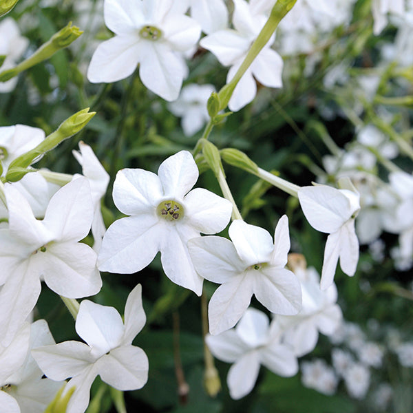 Flowering Tobacco Grandiflora Seeds