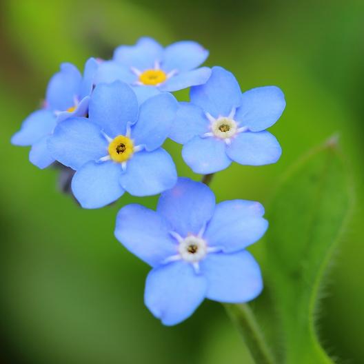 Forget Me Not Blue Flower Seeds